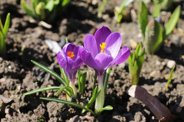 Cocodrilos violetas. principios de primavera . — Foto de Stock