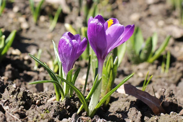 menekşe çiğdemler. erken bahar.