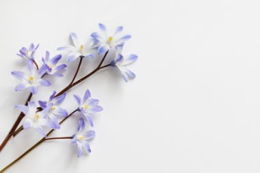 Beyaz bir arka plan üzerinde küçük mavi çiçeği. Davetiyeler ve tebrikler için uygundur.