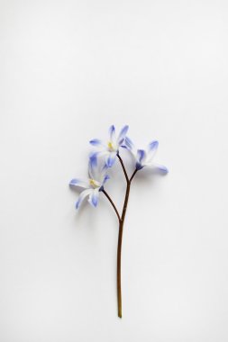 Beyaz bir arka plan üzerinde küçük mavi çiçeği. Davetiyeler ve tebrikler için uygundur.