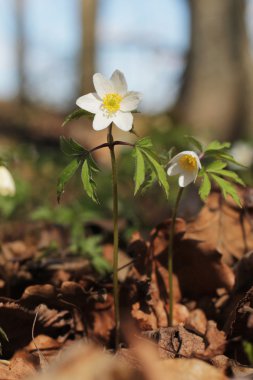 Güneşli bir günde açan ilkbahar kardelen çiçekleri.