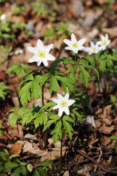 Flores de nieve de primavera floreciendo en un día soleado — Foto de Stock