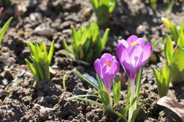 İlk Bahar çiçek Çiğdem, mor renk