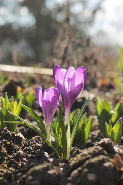 Primera flor de primavera Crocus, color violeta — Foto de Stock