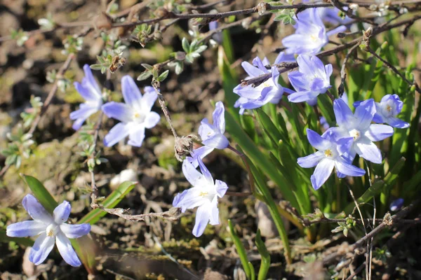 Flowering Lucile 's Glory-of-the-snow, Chionodoxa luciliae — стоковое фото