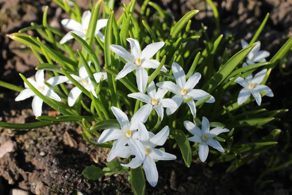 Pequeños floretes blancos, las primeras flores de primavera en la dacha — Foto de Stock