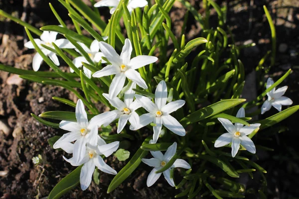 Pequeños floretes blancos, las primeras flores de primavera en la dacha — Foto de Stock