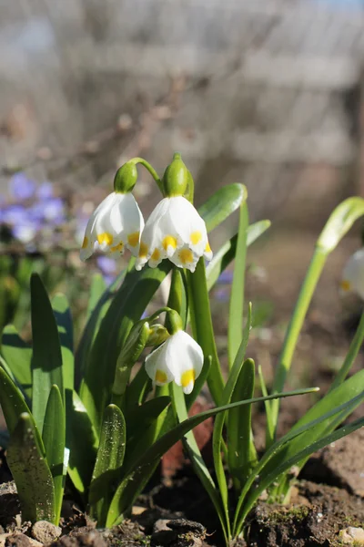 Primera flor de primavera similar a una nevada — Foto de Stock