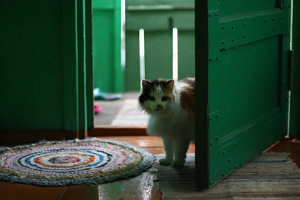 Favourite cat of my grandmother — Stock Photo, Image