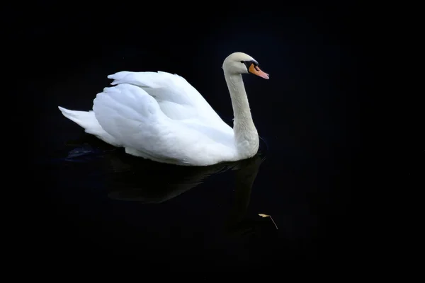 Cisne en el río — Foto de Stock