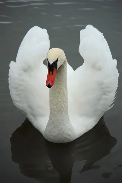 白い川の白鳥 — ストック写真