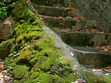 Canlılar kaplanana kadar çalışmayan merdivenler..