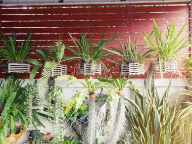 Duvarda asılı beş orkide.