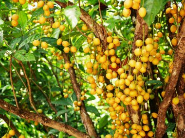 Malong Chid meyve üretiyor, çok verimli, iştah açıcı..