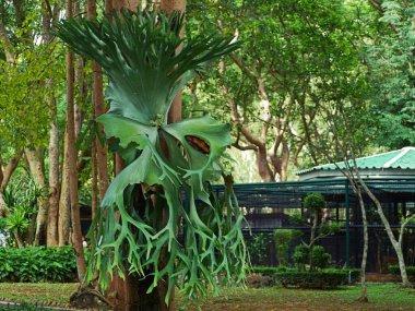 Büyük geyik boynuzu yaprakları ağaçlarda yaşar..