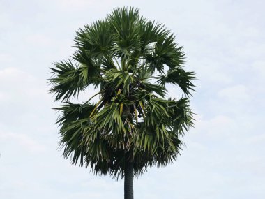 Büyük bir palmiye ağacı çok güçlü mü? Ağacın tabanı geniş bir köke ve yelpaze gibi yapraklara sahiptir.