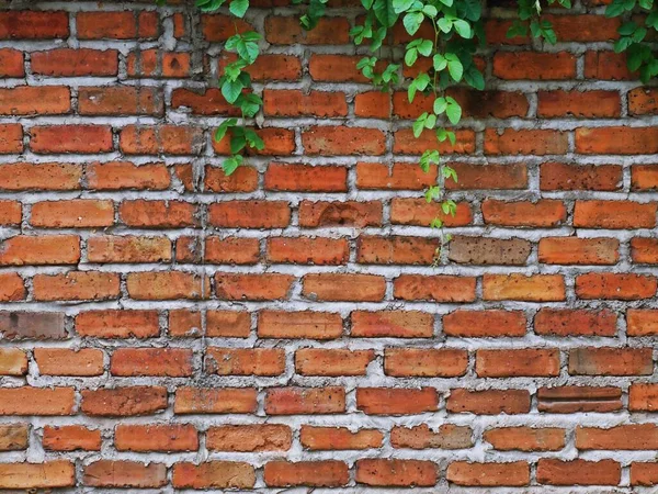 Old Brick Wall Had Grass — Stock Photo, Image