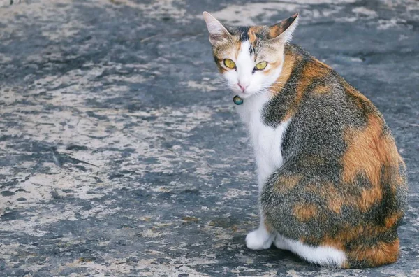 Neugierig Starrte Die Katze Den Fotografen — Stockfoto