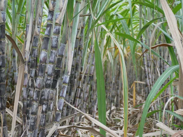 The sugar cane forest is abundant because it is well maintained