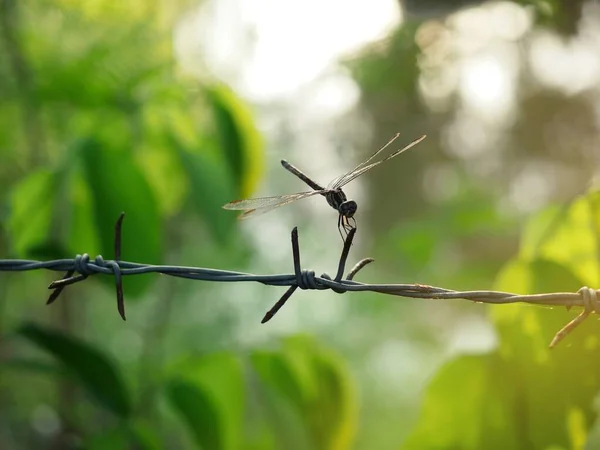 Libellule Pris Sur Fil Fer Barbelé Dos Avec Bokeh Lumière — Photo