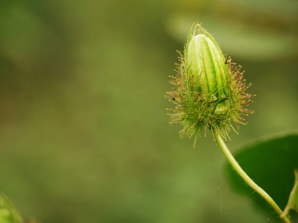 Grüne Früchte Der Passiflora Foetida Garten Mittag Dieses Foto Mit — Stockfoto