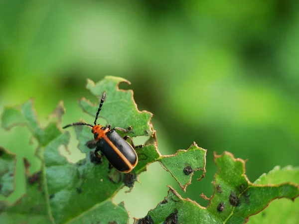 Insectos Estão Roer Folhas Até Tornarem Fendas — Fotografia de Stock