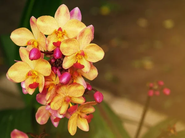 Lila Und Orangefarbene Orchideen Blühen Schön Licht — Stockfoto