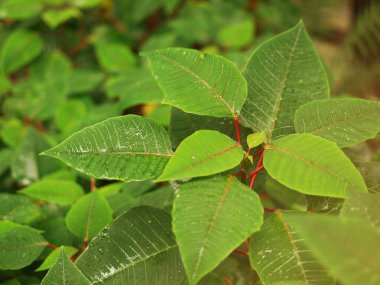 Yeşil yapraklar parlak ışıkla güzelce desenlenmiş..