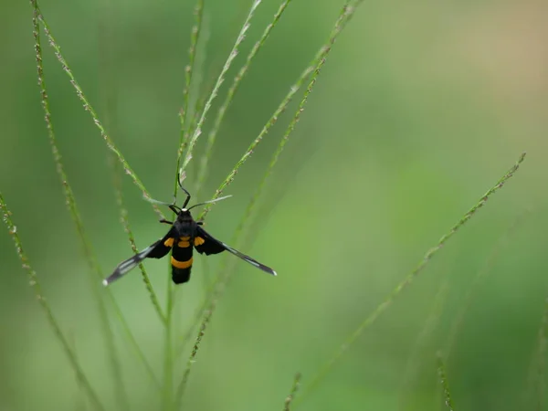 Insekten Fangen Auf Gras Mit Bokeh Licht Hintergrund — Stockfoto