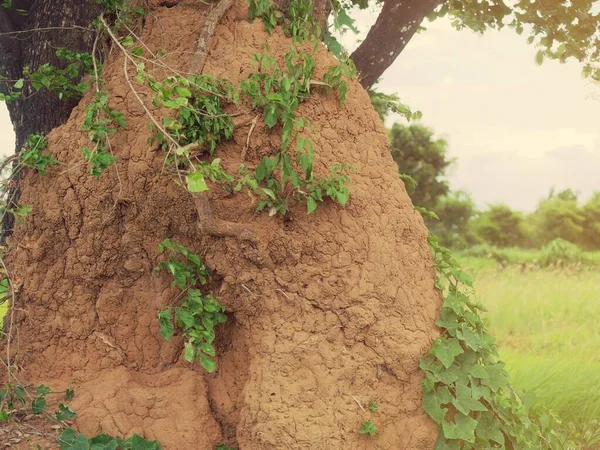 Stor Termitkulle Nära Ett Stort Träd — Stockfoto