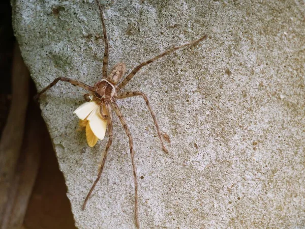 거미는 먹이를 구하기 먹이를 잡는다 — 스톡 사진