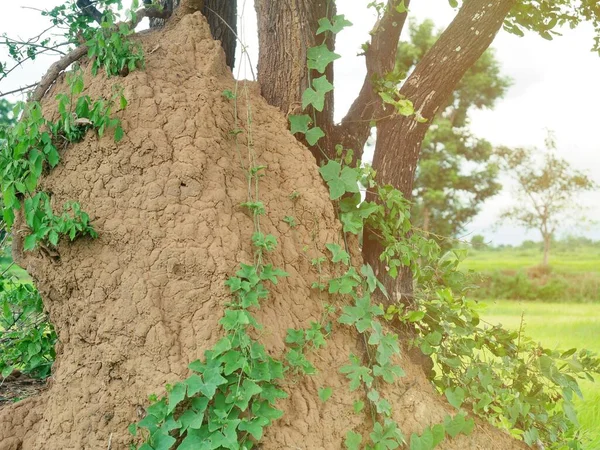 Een Grote Termiet Heuvel Nabij Een Grote Boom — Stockfoto