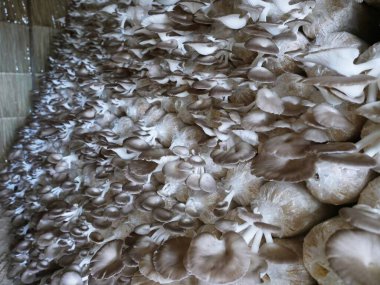 Kırsal alanlarda ekin ekimi deneysel tarım yoluyla çiçek açıyor ve büyüyor. Biyoteknoloji genetiği vejetaryen yemek sağlıklıdır..