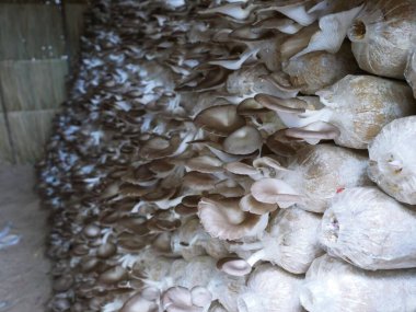 Kırsal alanlarda ekin ekimi deneysel tarım yoluyla çiçek açıyor ve büyüyor. Biyoteknoloji genetiği vejetaryen yemek sağlıklıdır..