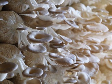 Kırsal alanlarda ekin ekimi deneysel tarım yoluyla çiçek açıyor ve büyüyor. Biyoteknoloji genetiği vejetaryen yemek sağlıklıdır..