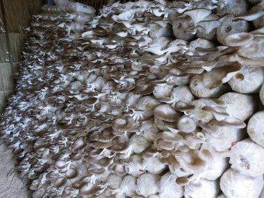 Kırsal alanlarda ekin ekimi deneysel tarım yoluyla çiçek açıyor ve büyüyor. Biyoteknoloji genetiği vejetaryen yemek sağlıklıdır..