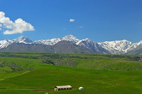 Grüne Wiese mit schneebedeckten Bergen im Hintergrund — Stockfoto