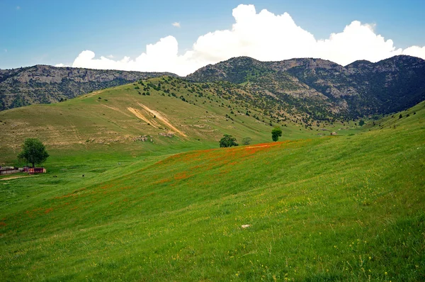 Haşhaş çiçekleri ile yeşil çayır — Stok fotoğraf