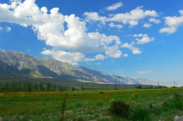 Prairie verte avec des fleurs de pavot — Photo