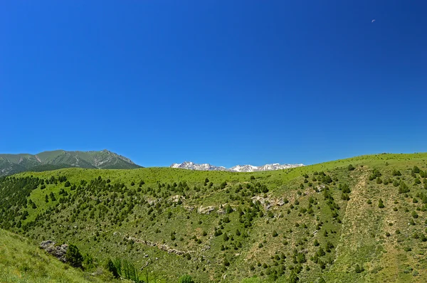 Arka plan üzerinde karlı dağlar yeşil çayır — Stok fotoğraf