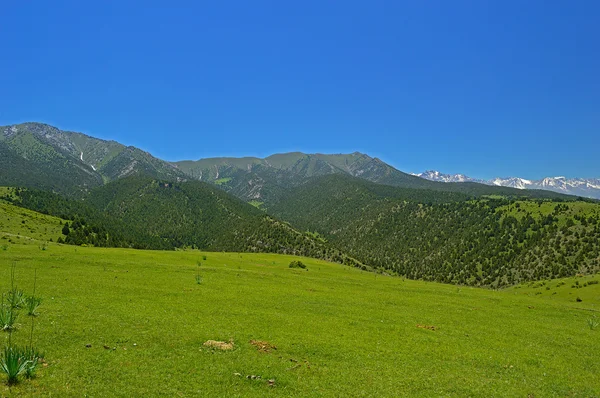 Pradera verde con montañas en el fondo — Foto de Stock
