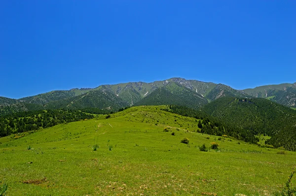 Green meadow with mountains in background — Stock Photo, Image