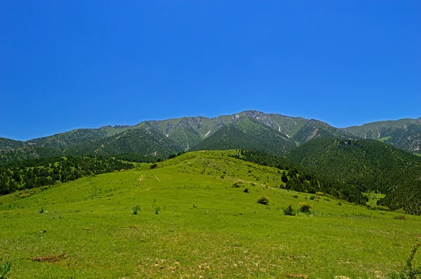 绿色草原与山中背景 — 图库照片