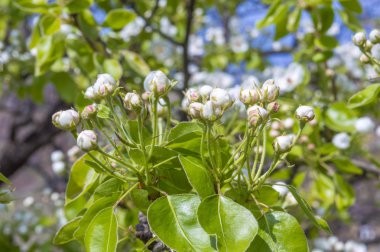 Armut Ağacı tomurcukları