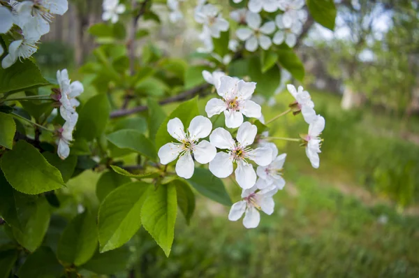 Kiraz çiçeği.