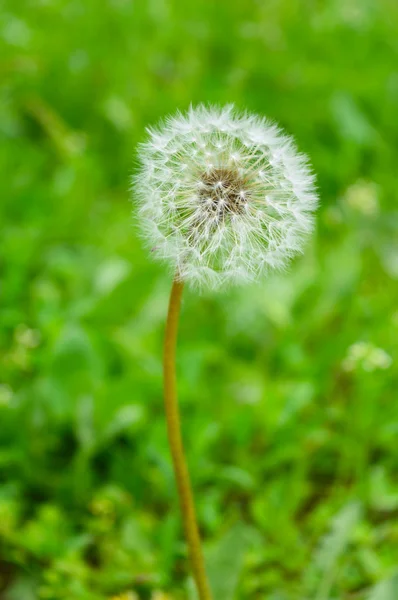 Diente de león —  Fotos de Stock