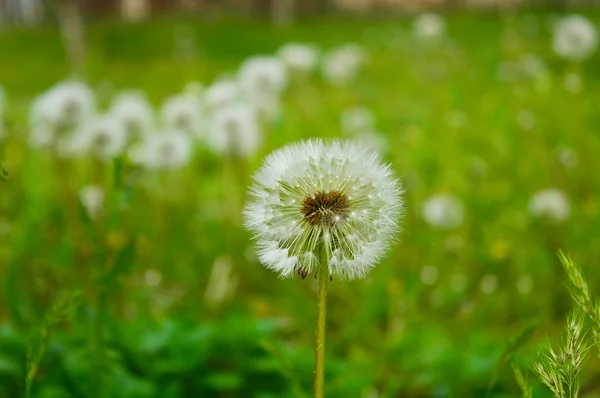 Diente de león —  Fotos de Stock