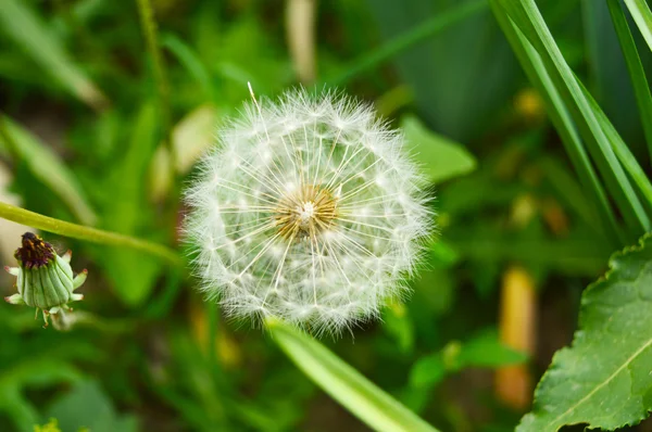 Diente de león —  Fotos de Stock