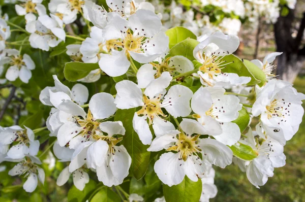 PEAR tree virágok Stock Kép