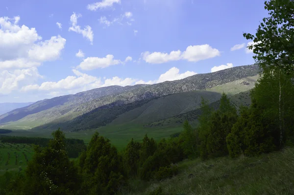 Dağlardaki köknar ağaçları — Stok fotoğraf